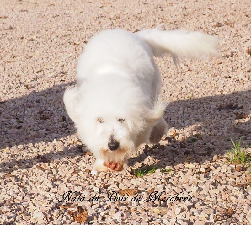 Nala du bois de Morchène