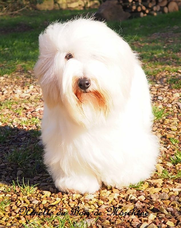 Nenette du bois de Morchène