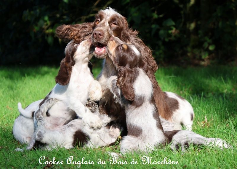 Schocolatine du bois de Morchène