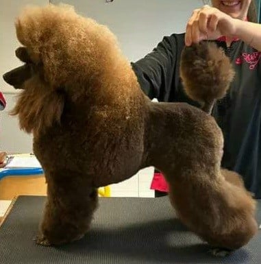 Thaïs du bois de Morchène