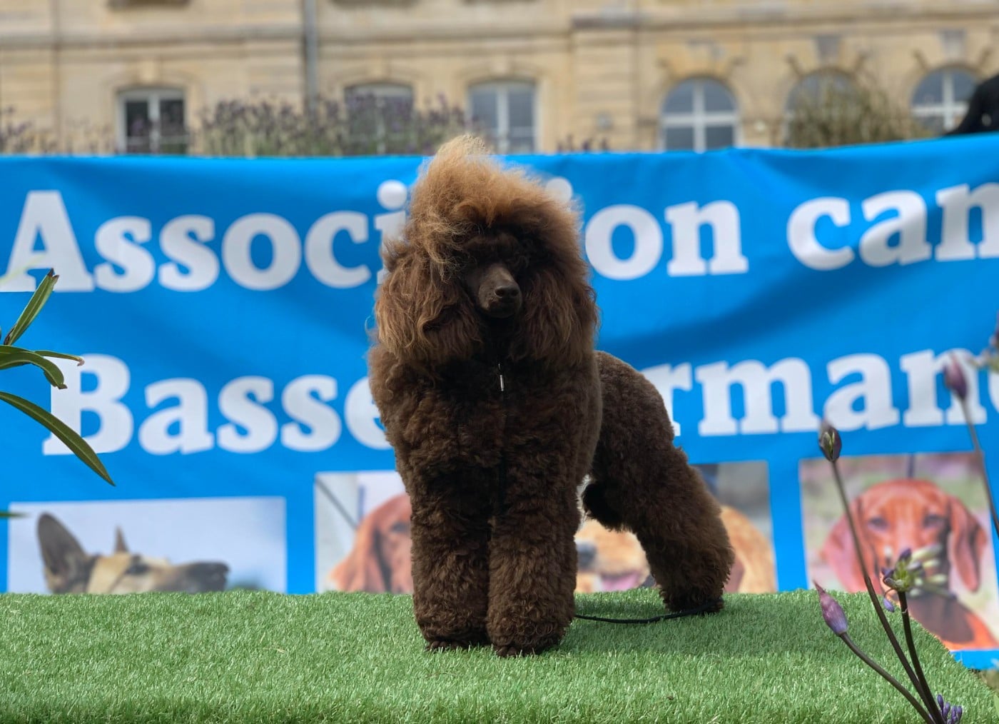 Thaïs du bois de Morchène