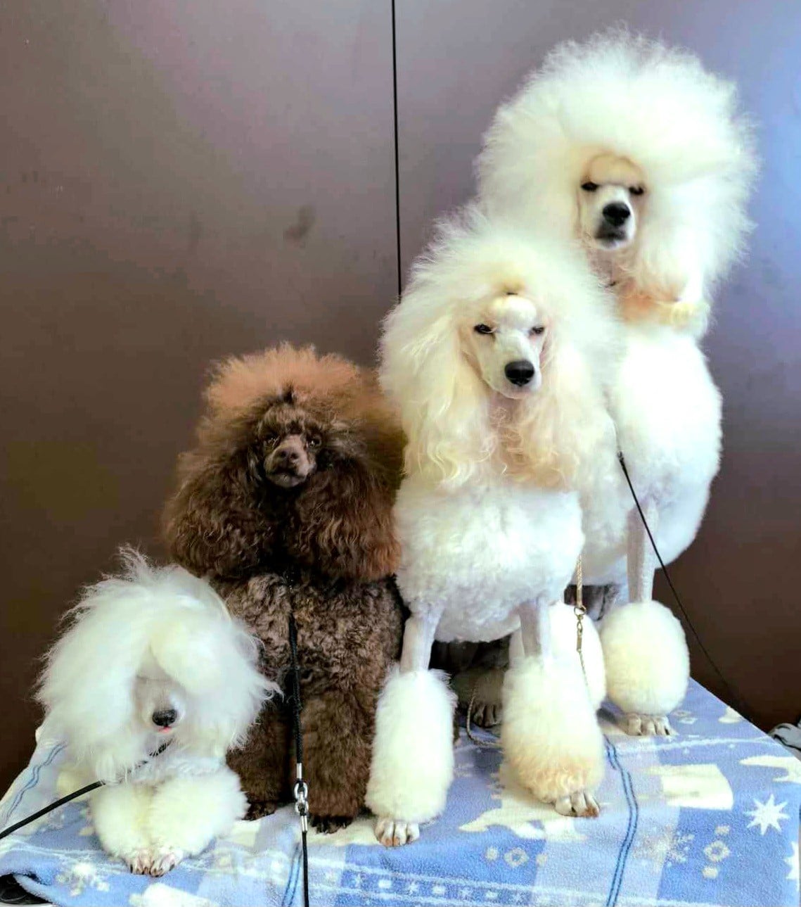 Thaïs du bois de Morchène