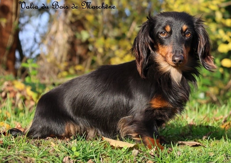 Publication : Du Bois De Morchène Auteur : du bois de morchene
