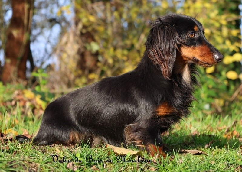 Publication : Du Bois De Morchène Auteur : du bois de morchene