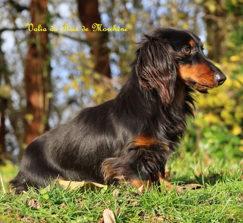 Publication : Du Bois De Morchène Auteur : du bois de morchene