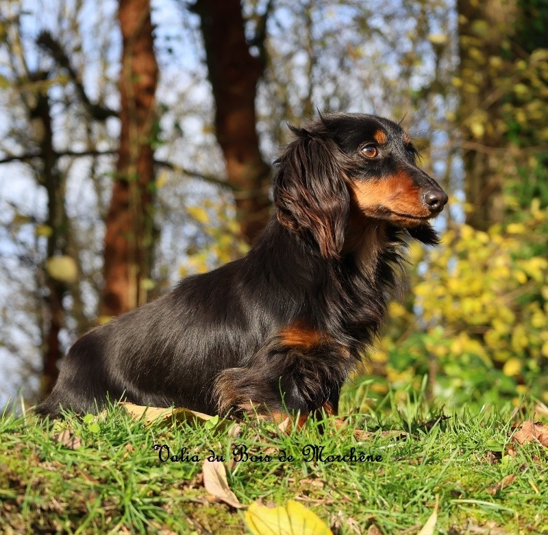 Publication : Du Bois De Morchène Auteur : du bois de morchene