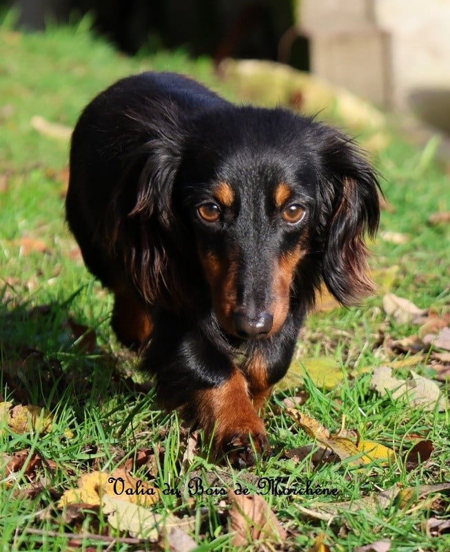Publication : Du Bois De Morchène Auteur : du bois de morchene