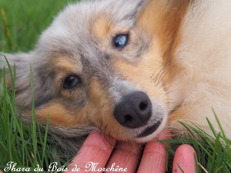 Thara du bois de Morchène