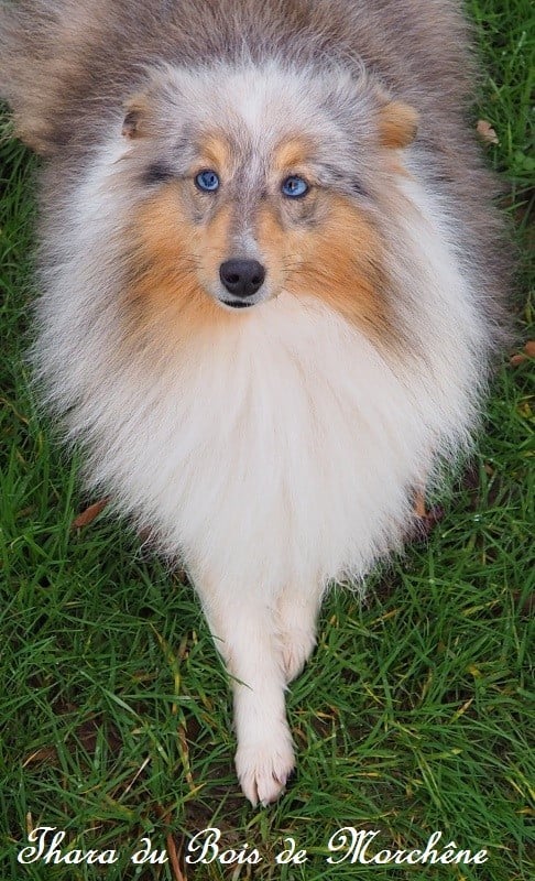 Thara du bois de Morchène