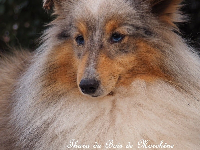 Thara du bois de Morchène