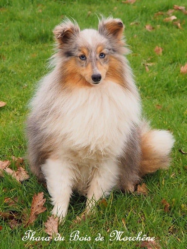 Thara du bois de Morchène