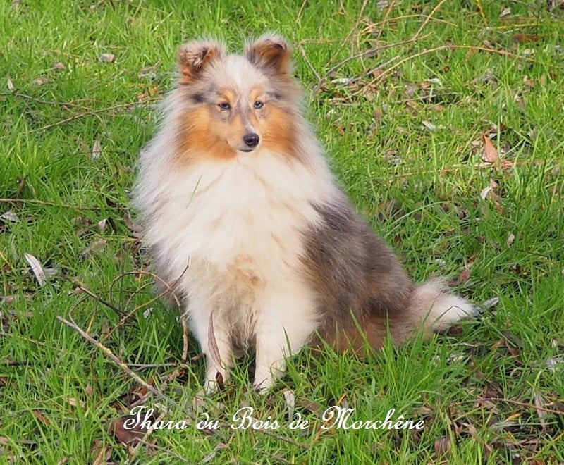 Thara du bois de Morchène