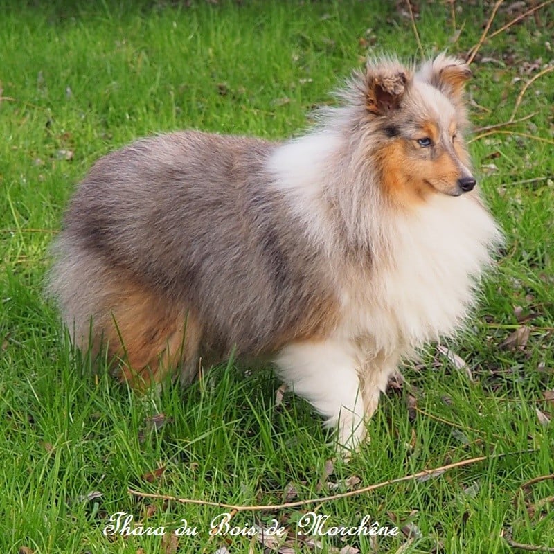 Thara du bois de Morchène