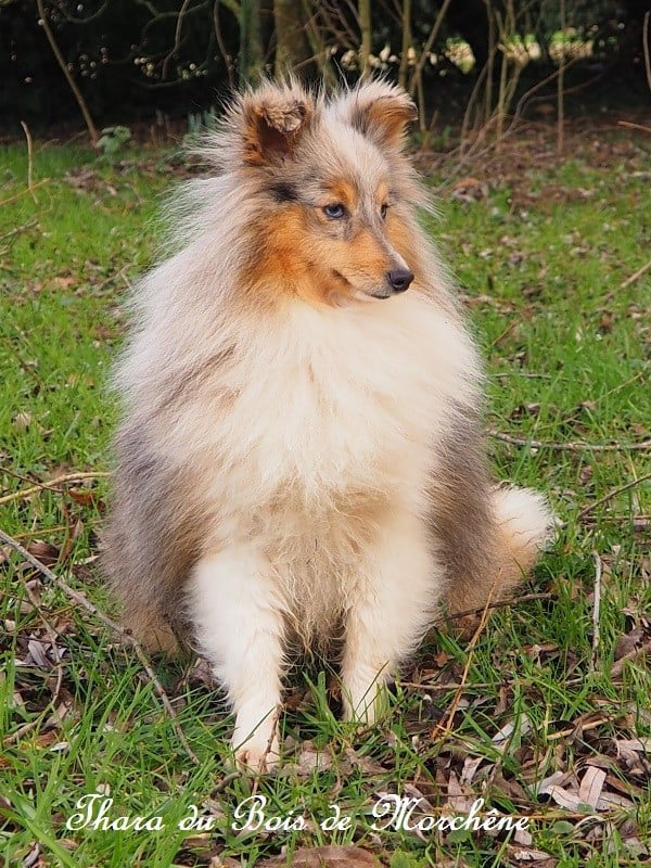 Thara du bois de Morchène