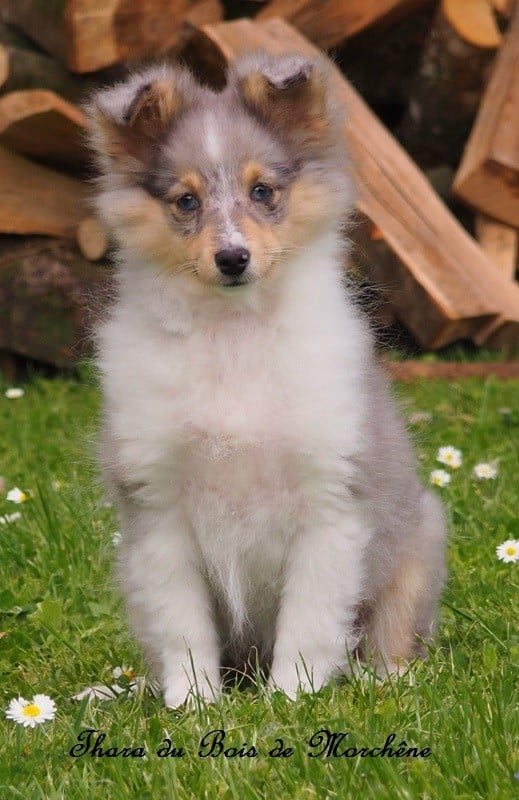 Thara du bois de Morchène