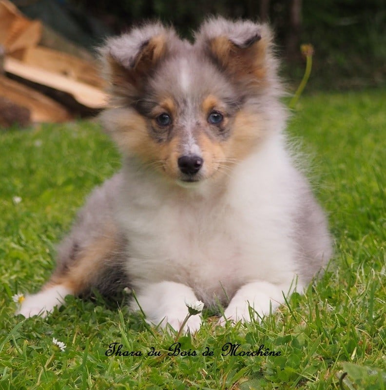 Thara du bois de Morchène