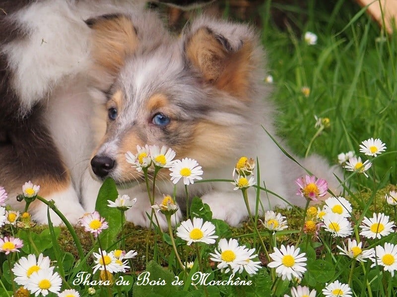 Thara du bois de Morchène