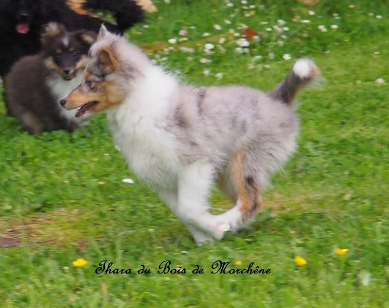 Thara du bois de Morchène