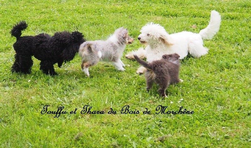 Thara du bois de Morchène