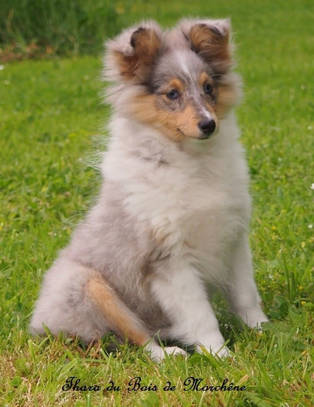 Thara du bois de Morchène