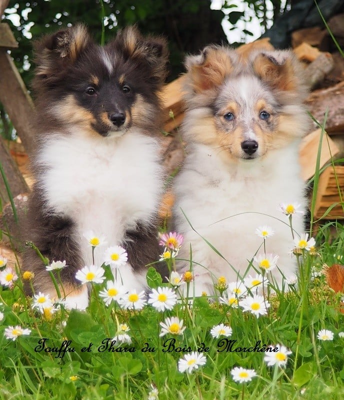 Thara du bois de Morchène