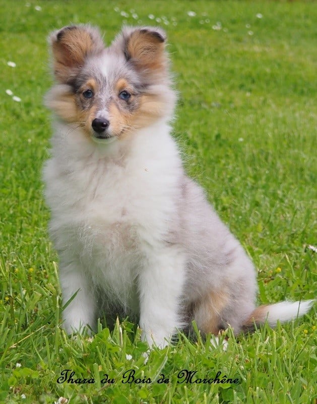 Thara du bois de Morchène