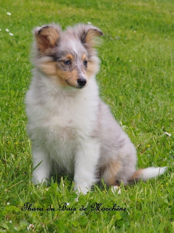 Thara du bois de Morchène