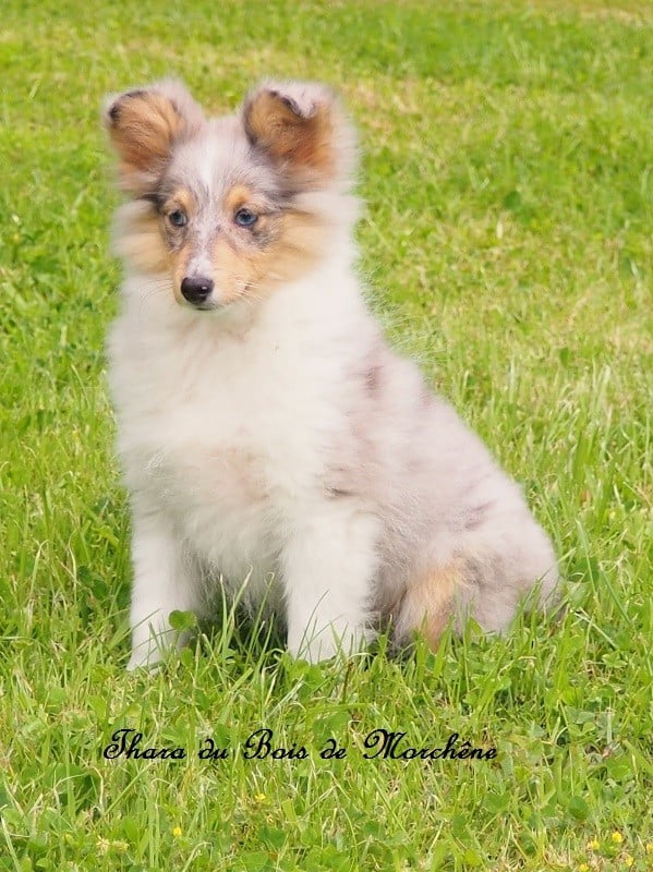 Thara du bois de Morchène