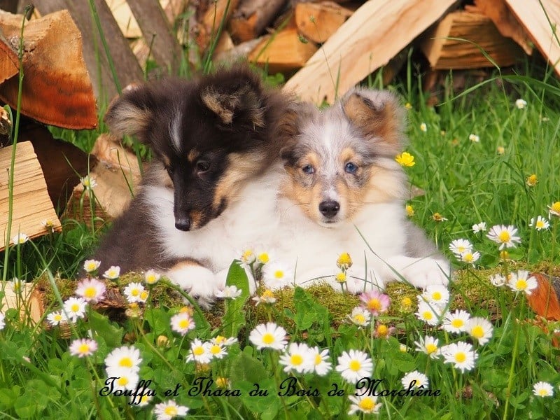 Thara du bois de Morchène