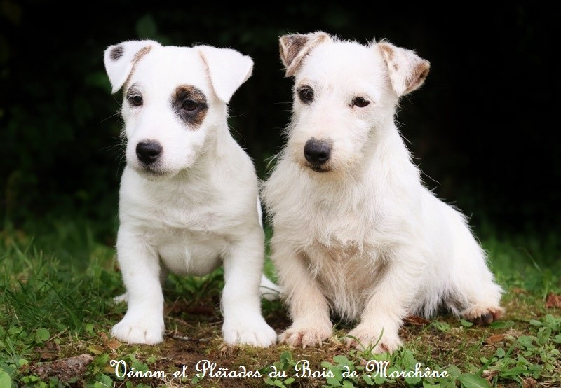 Venom du bois de Morchène