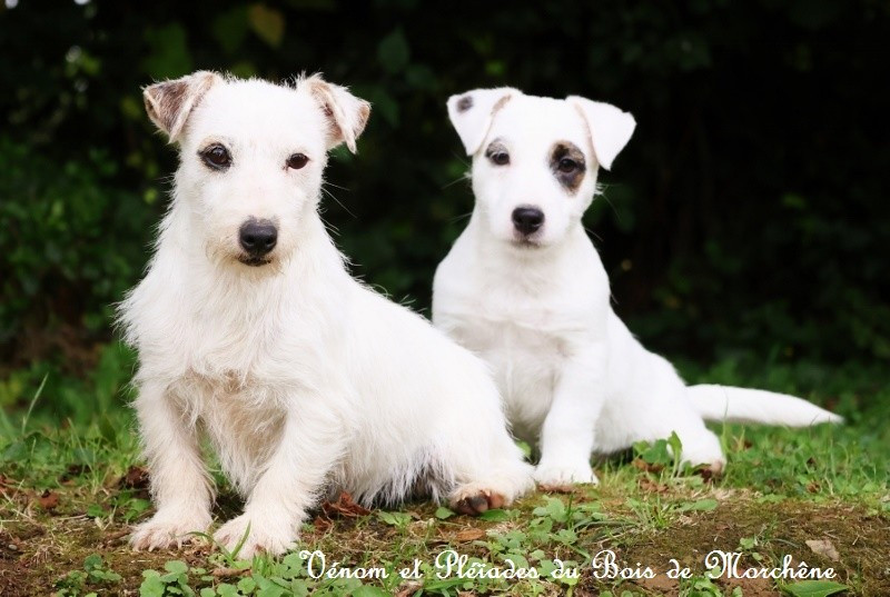 Venom du bois de Morchène