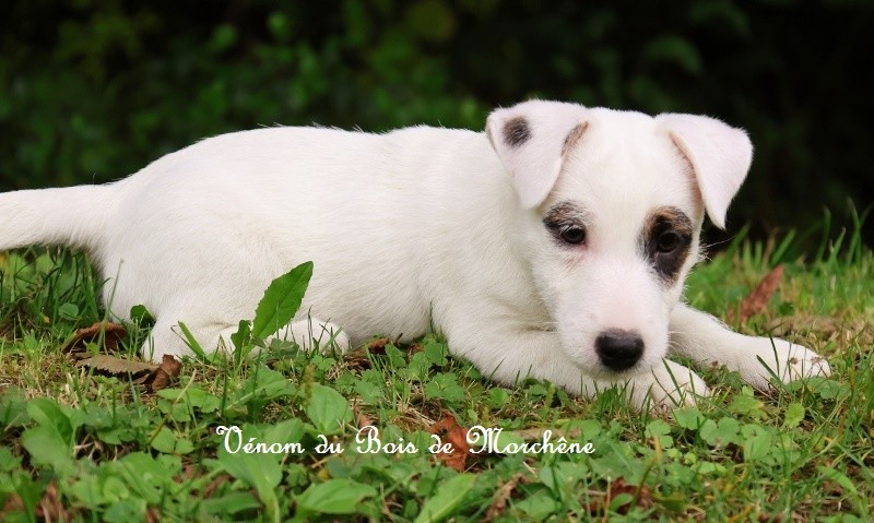 Venom du bois de Morchène