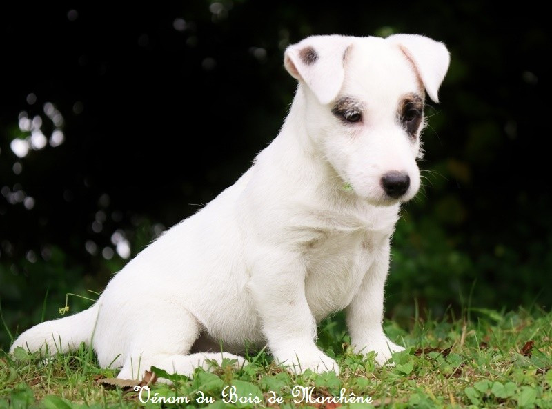 Venom du bois de Morchène
