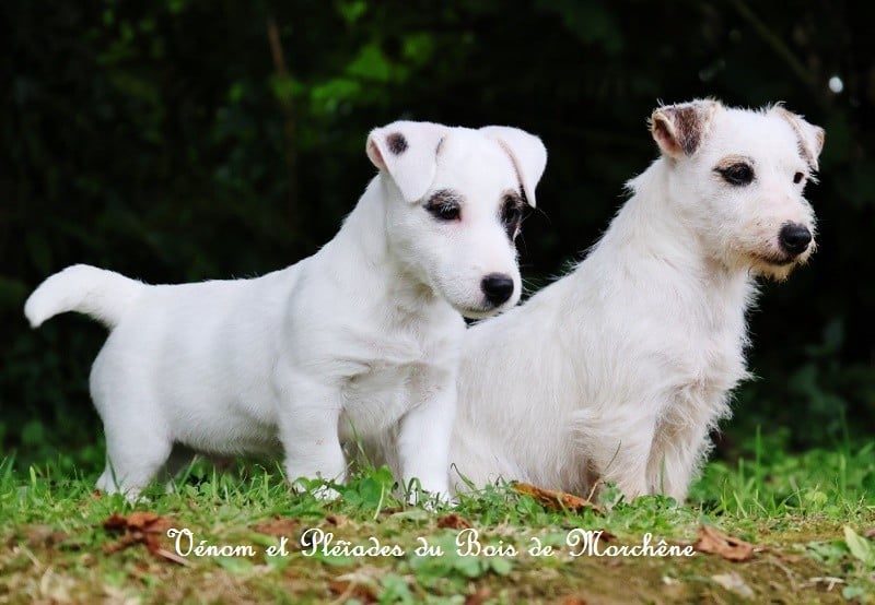 Venom du bois de Morchène