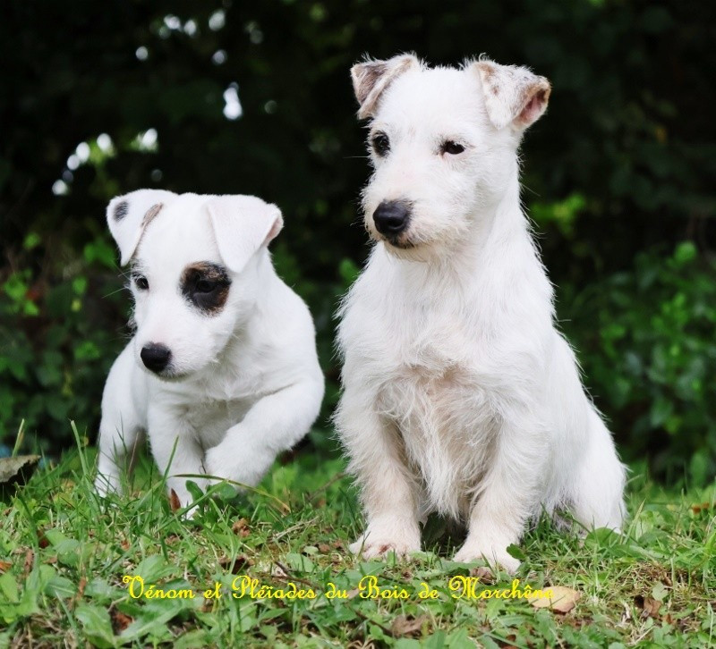 Venom du bois de Morchène