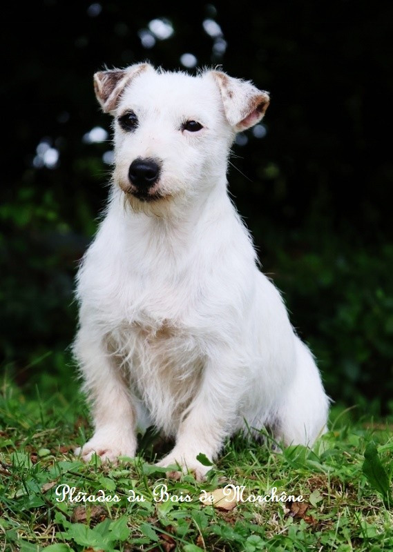 Venom du bois de Morchène