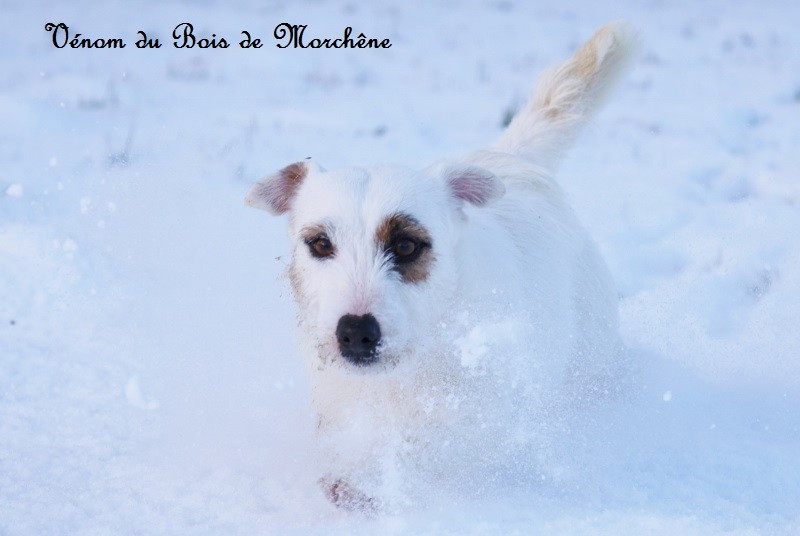 Venom du bois de Morchène
