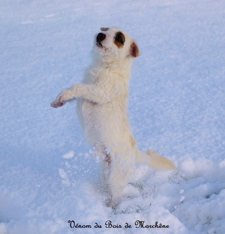 Venom du bois de Morchène