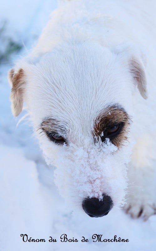 Venom du bois de Morchène