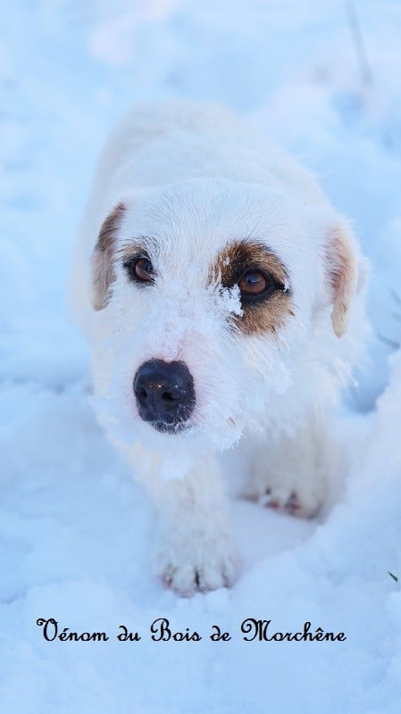 Venom du bois de Morchène