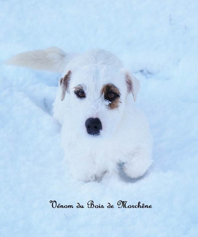 Venom du bois de Morchène