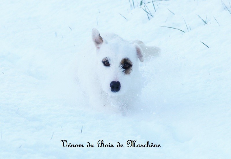 Venom du bois de Morchène