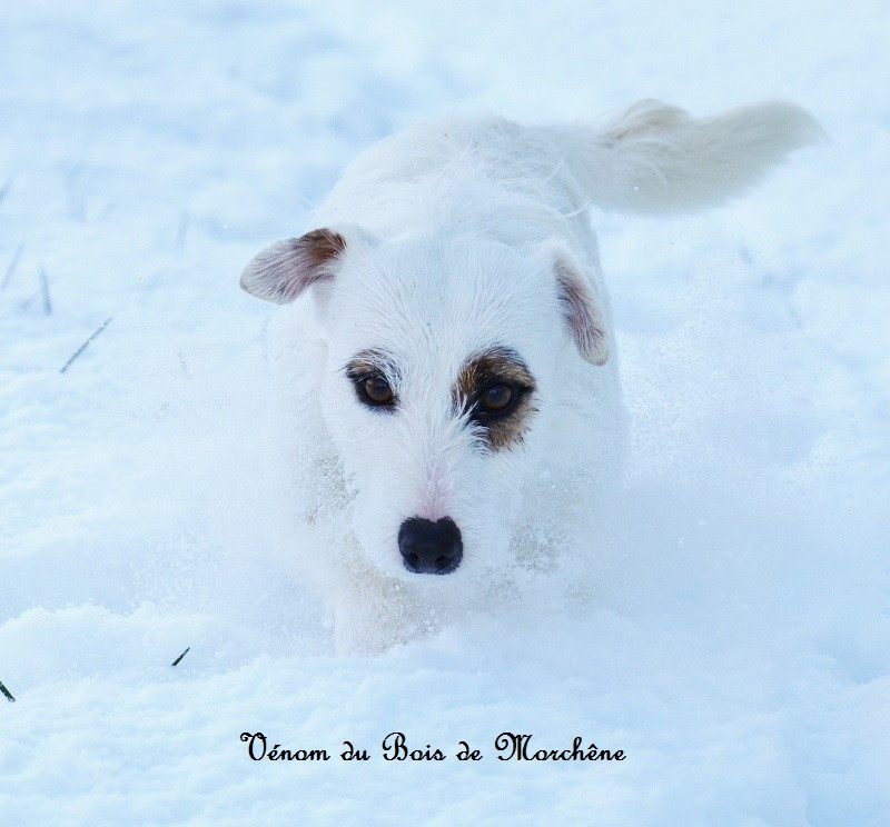 Venom du bois de Morchène