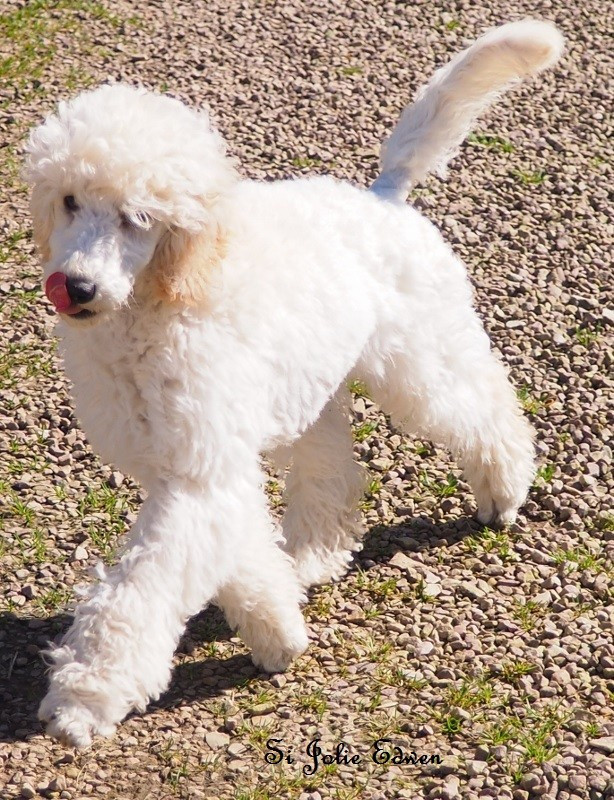 Si Jolie Edwen white's des Papillons du Marais