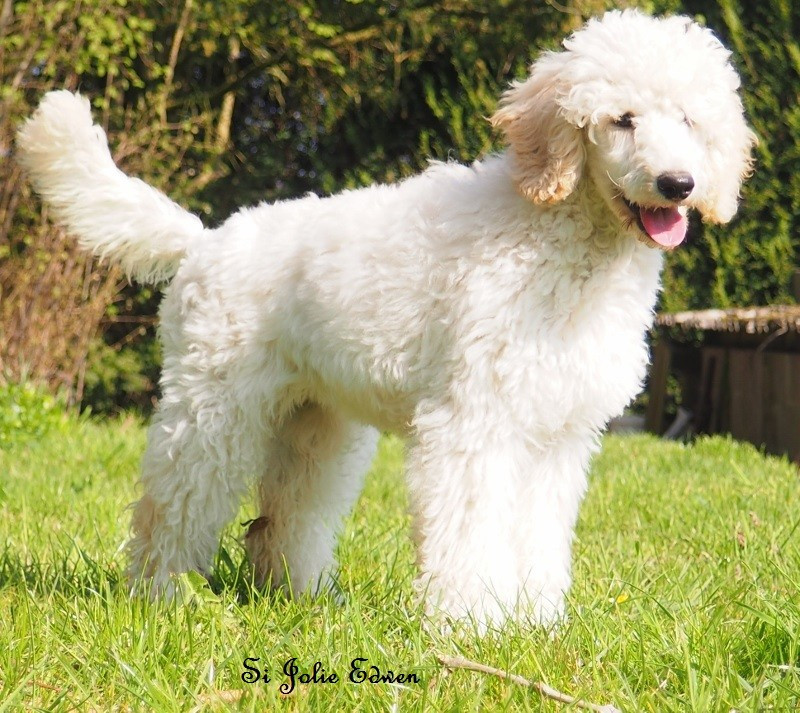 Si Jolie Edwen white's des Papillons du Marais