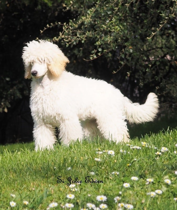 Si Jolie Edwen white's des Papillons du Marais