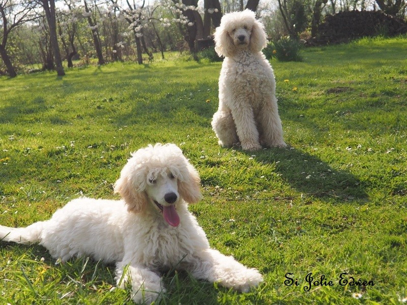 Si Jolie Edwen white's des Papillons du Marais