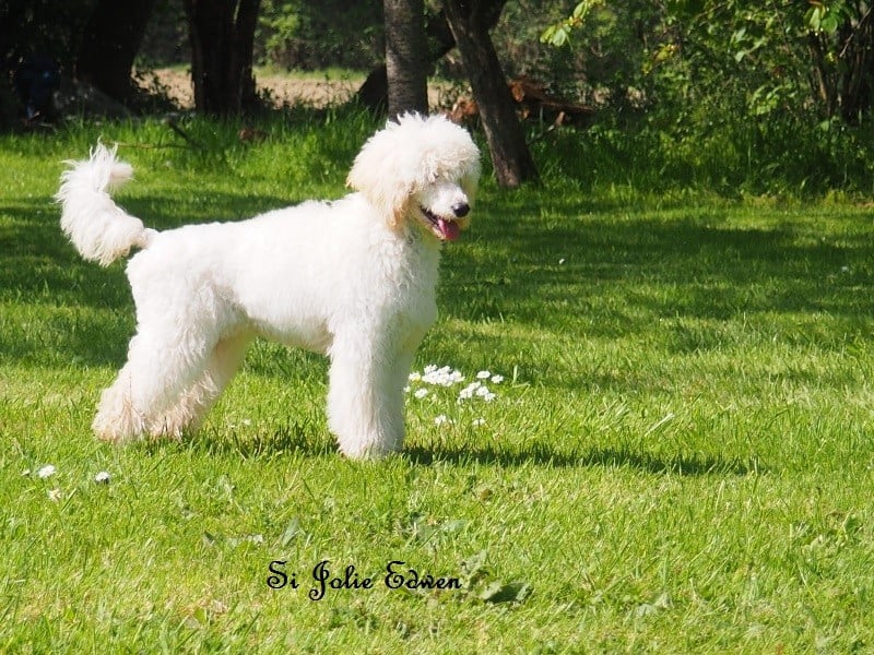 Si Jolie Edwen white's des Papillons du Marais