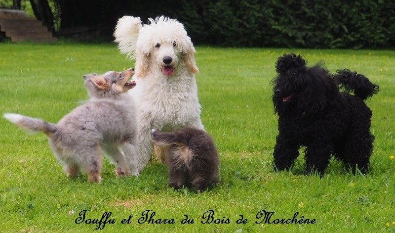Si Jolie Edwen white's des Papillons du Marais