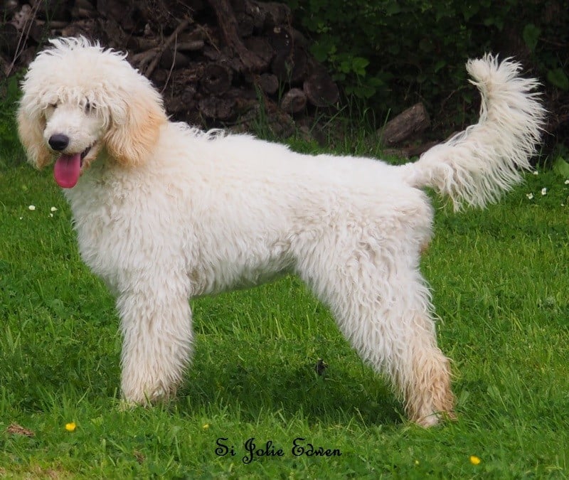 Si Jolie Edwen white's des Papillons du Marais
